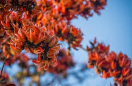 PURULIA Land of Palash