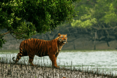 Magical Sundarban